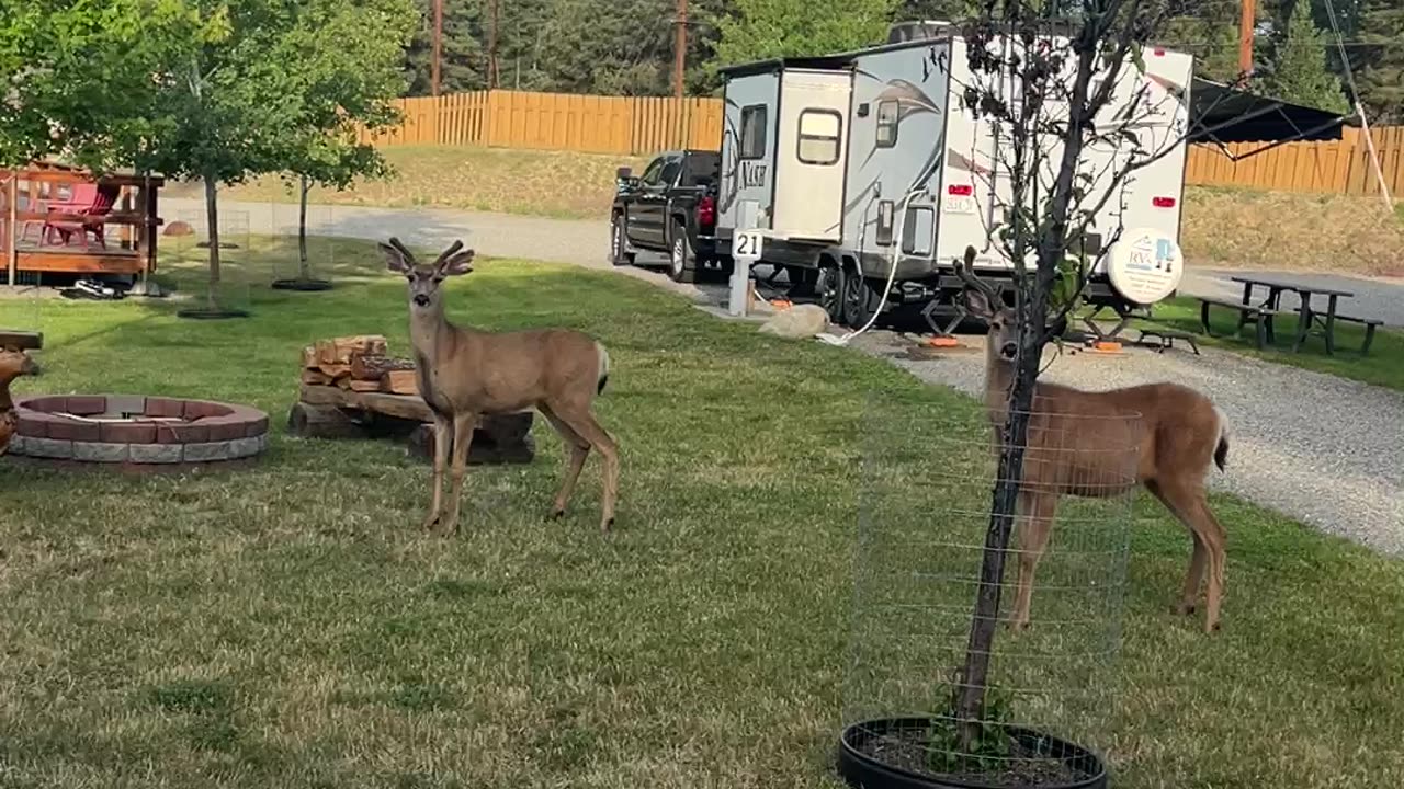 Visitors at Gold Mountain!