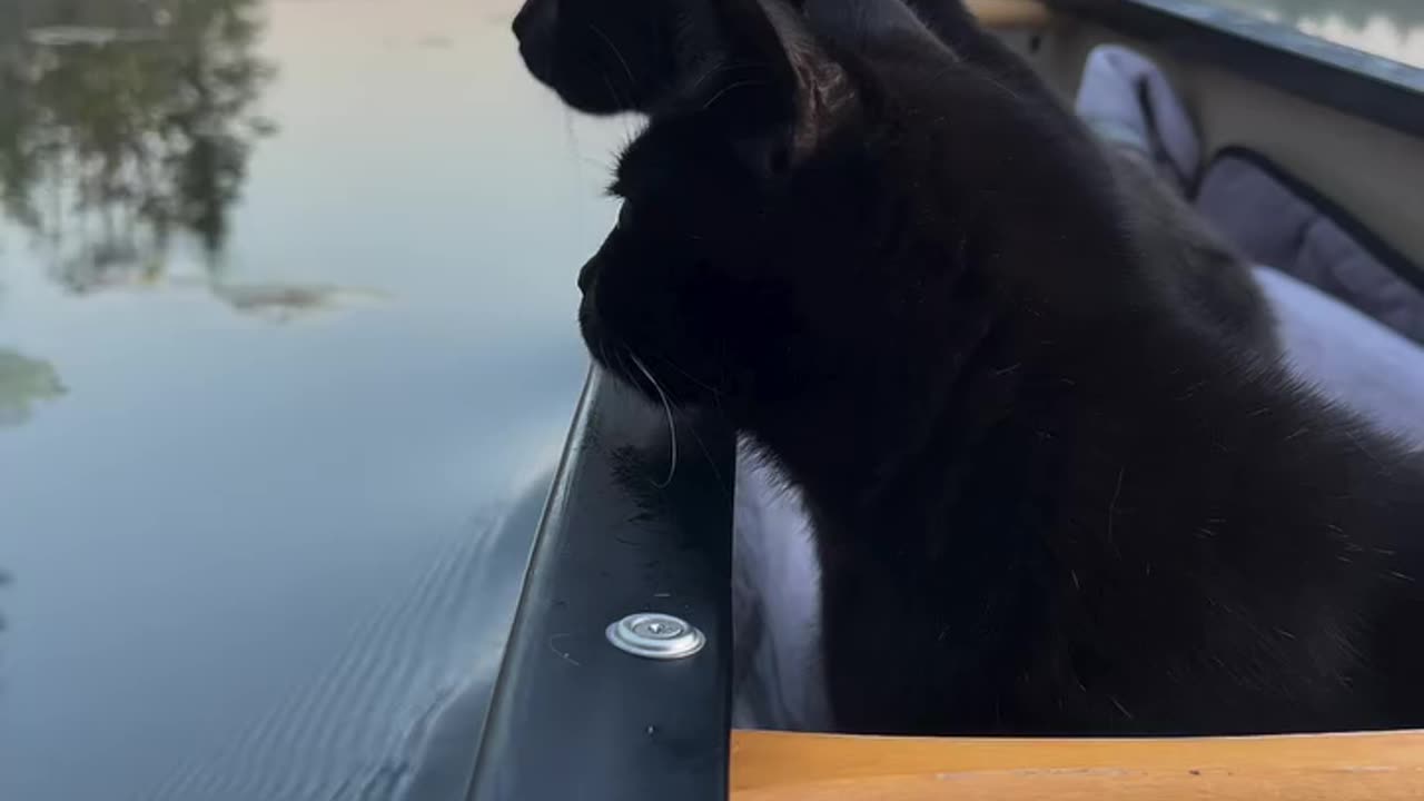 Happy Wednesday! 🐈‍⬛ We got hear some crows on our morning paddle today! 🐦‍⬛