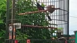 chirping stone magpie