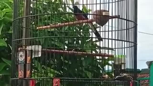 chirping stone magpie