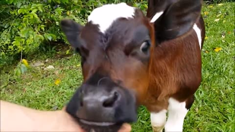 Cows Go Moo (Baby Edition) - CUTEST Compilation