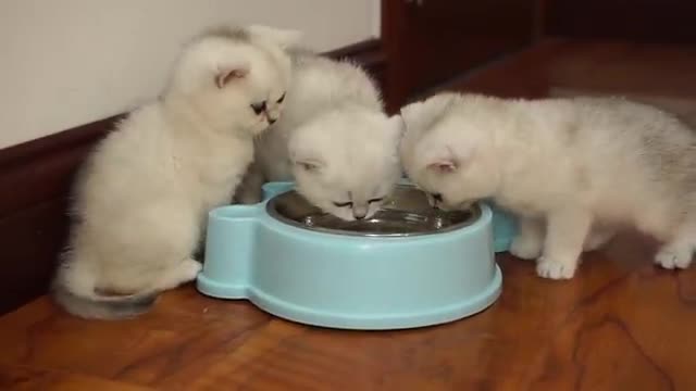 Mother cat cleaning kittens by force