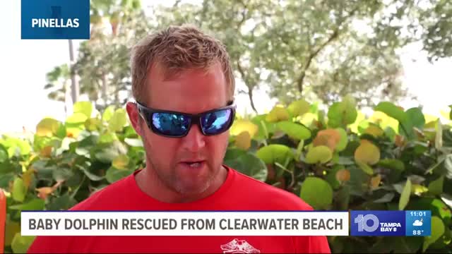 Baby dolphin noeing rescued Wednesday from Clearwater Beach_Cut