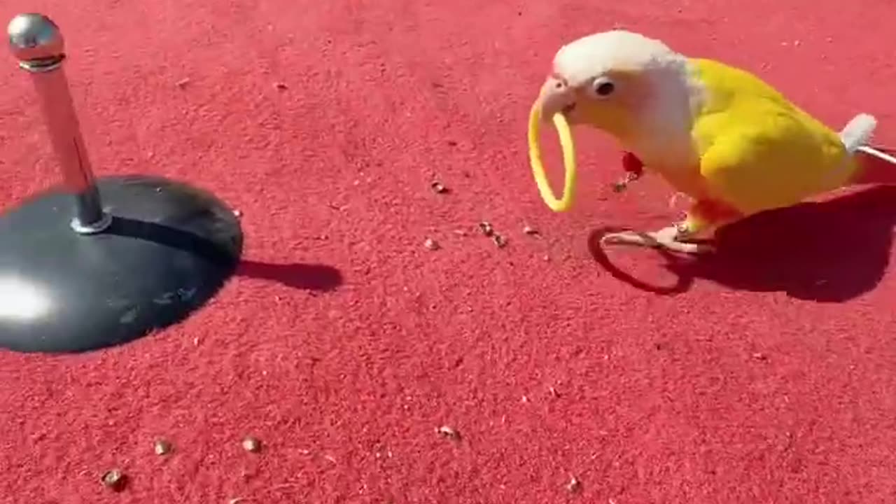 Funniest animal Beautiful parrot