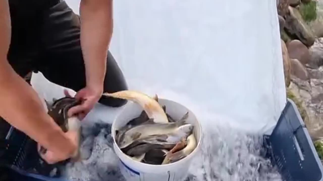 Fishing hunting || Fishing hunting in water