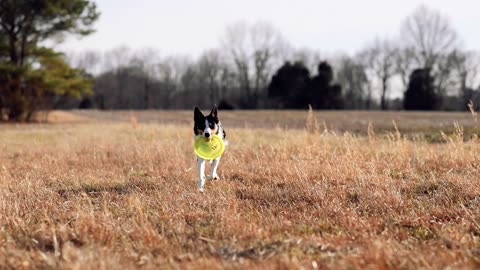 Watch in Amazement as this Dog Nails the Frisbee Catch!