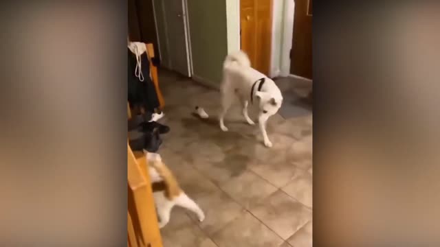 Funniest Animals 2022 🤣 Funniest Cats and Dogs 😻🐶 Part 17 | Funny Animals VN