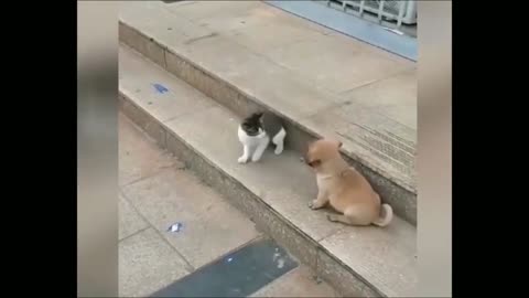 Funny Dogs and Cats