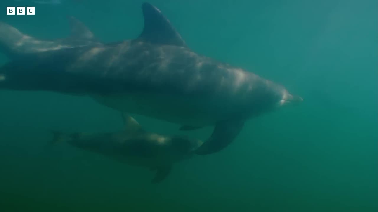 A Young Female Attempts to Kidnap Baby Dolphin | Baby Dolphin Saved | Dolphins of Shark Bay