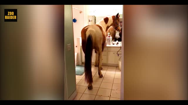 Farm horse casually enters the house