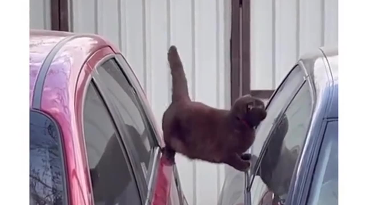 Black cat meme funny video