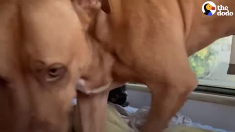 Pittie Is Terrified Of Kittens | The Dodo