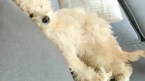 No walk today pls (ig Mrkevindoodle)