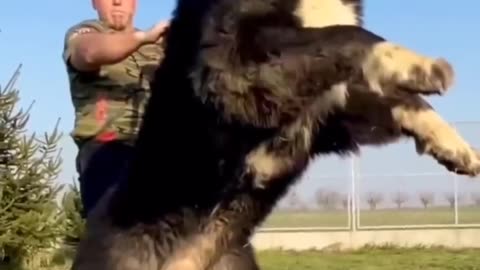 Strongest & Most Powerful Dog Breeds