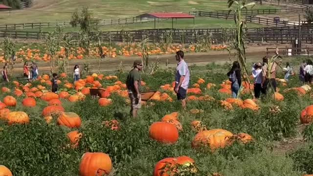 Best Pumpkin Patches in San Diego County