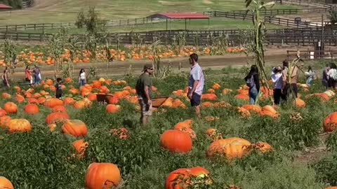 Best Pumpkin Patches in San Diego County