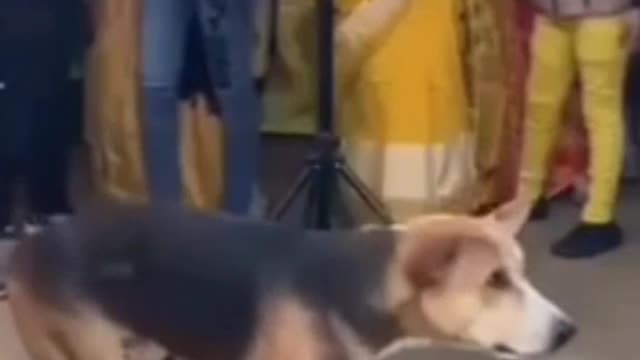 Dog funny Dance 🤣😁