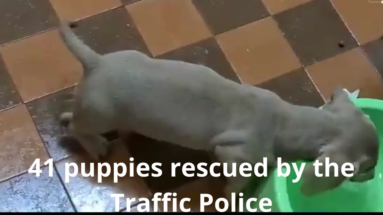 41 puppies rescued by the Traffic Police