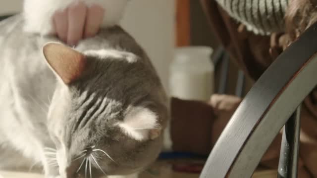 Young woman in winter clothing scratches and blows on her cats head