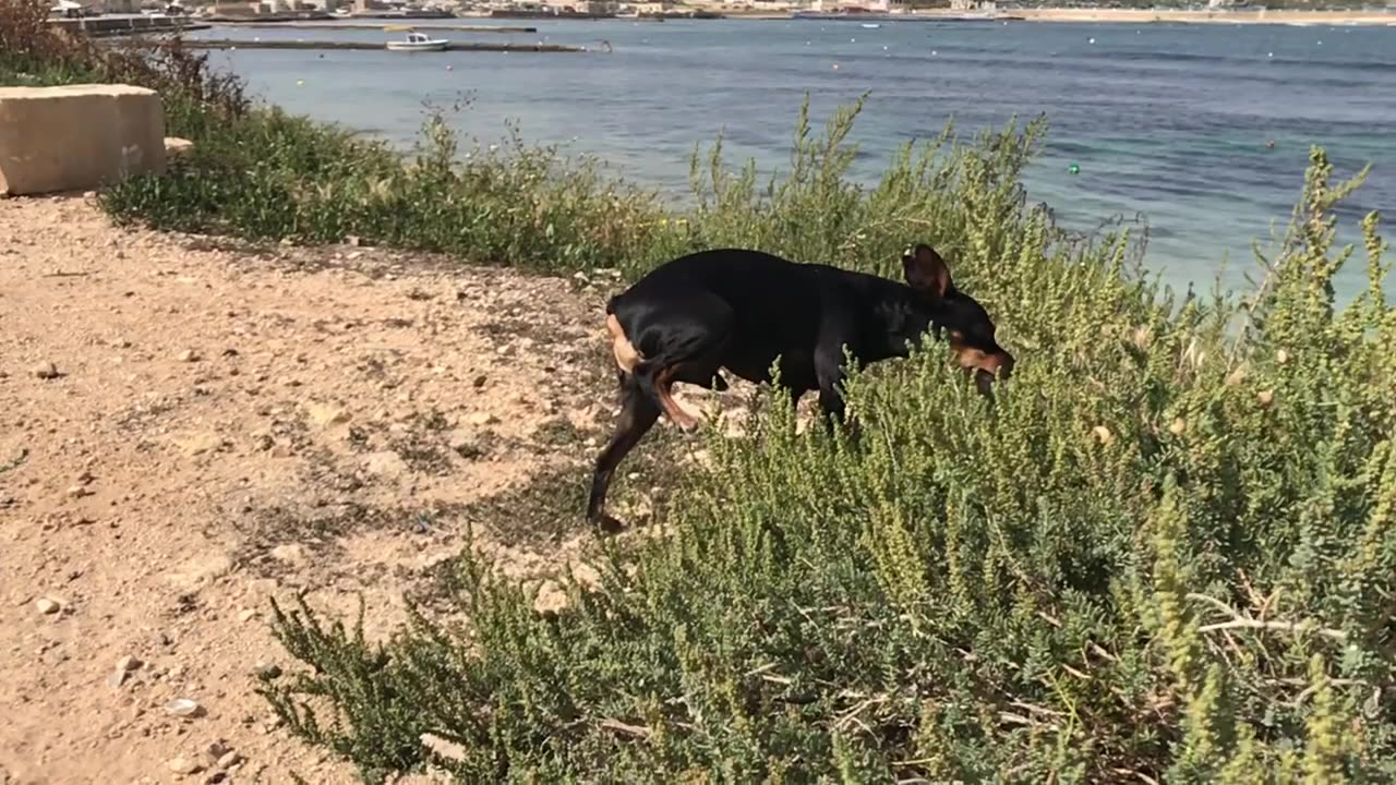 Miniature Pinscher lost in the bushes (not so scary)