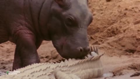 A baby hipppos use crocodiles as toys