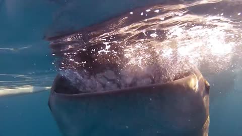 GoPro Whaleshark Dive in the Philippines