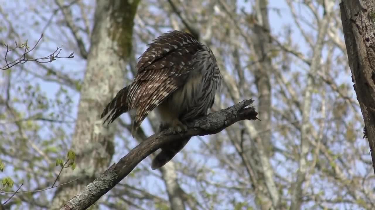 Barred Owl Hooting (HD)