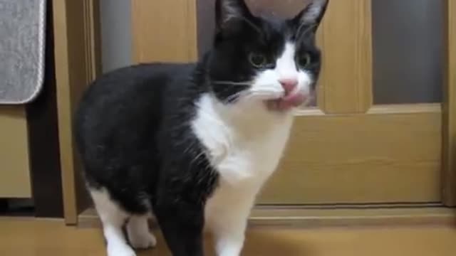 ごちそうさまを言いにくる猫