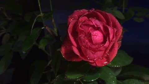 Rose portrait in the dark