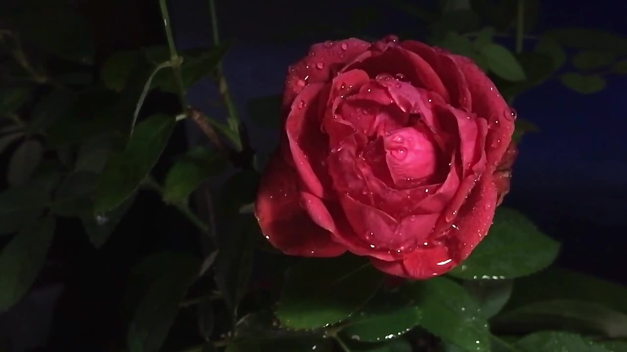Rose portrait in the dark