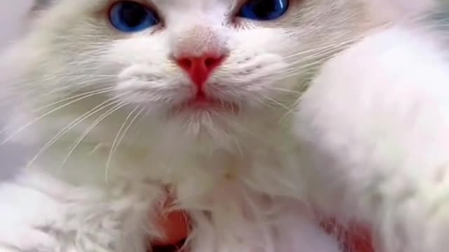 241_She's so cute even when she's angry.🥰 #kitten #