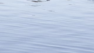 Baby duck with Canadian geese on lake