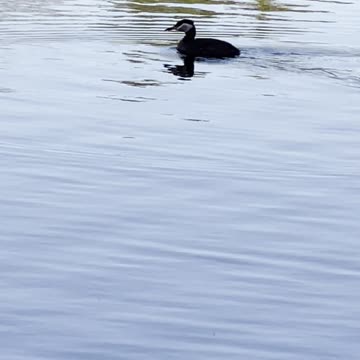Baby duck with Canadian geese on lake