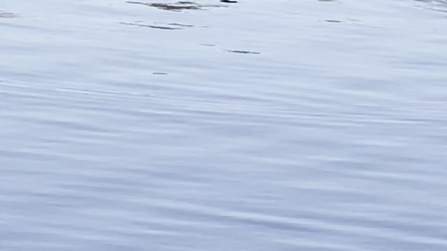 Baby duck with Canadian geese on lake