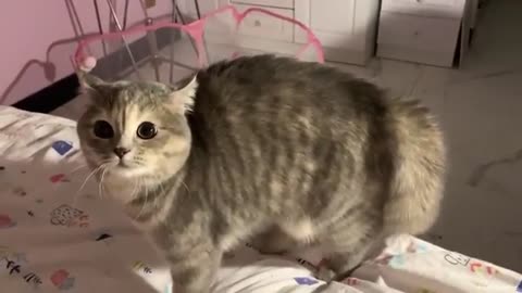 Funny animals cats 🐈🐈