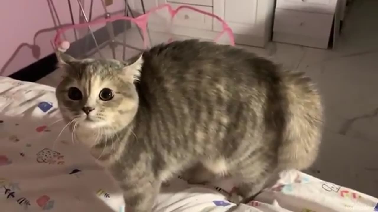 Funny animals cats 🐈🐈