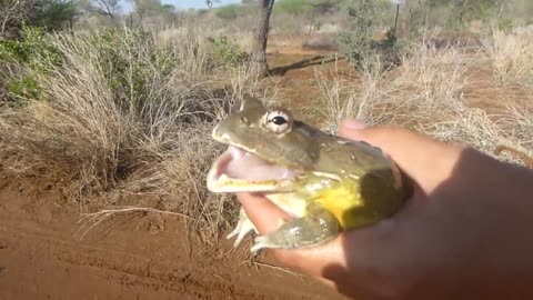 11 Minutes Of Screaming Frogs Compliation