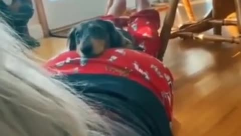 Funny dog - What will happen if you fart right into your dog's nose_ 😆 #Shorts #pets #dogs