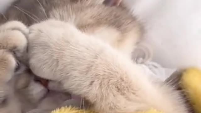 Funny cats video