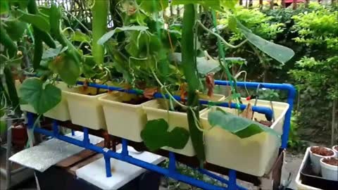 Hydroponic Gardening And Harvesting Japanese Cucumber