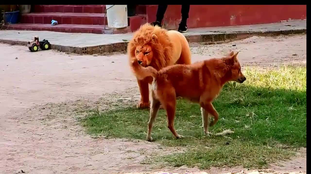 Best Prank Collection Top 15 - Fake Lion Prank Real Dog Super Funny - Try Not To Laugh Challenge