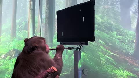 Monkey MindPong