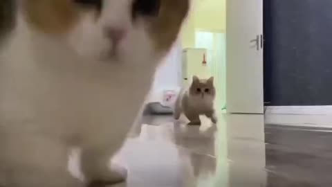 Cute cat awsm video