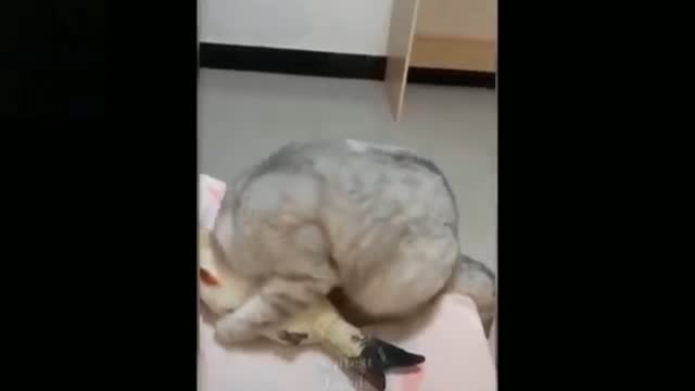 Cat 🐈😻 playing with fish 🐟😍 funny video