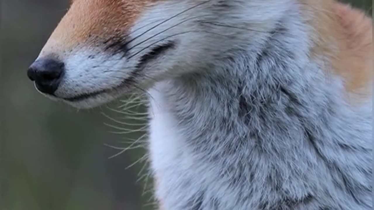 Short Clip of Animals