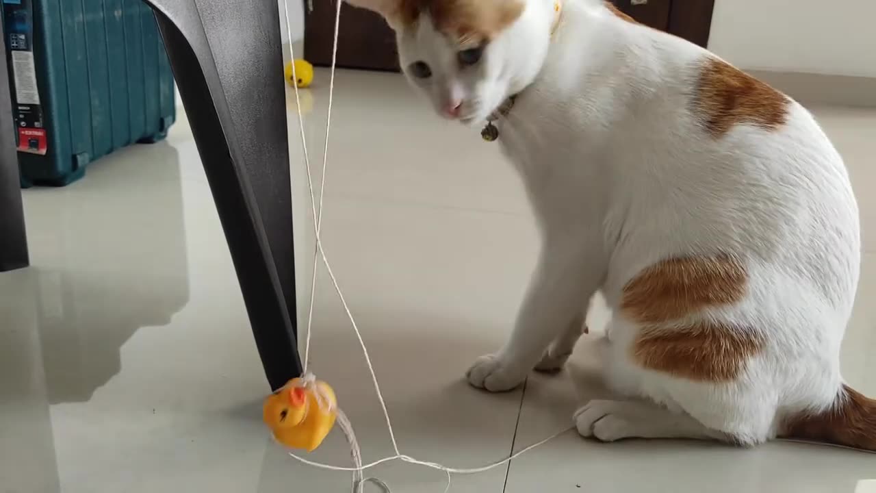 Cute and Funny Cat Video