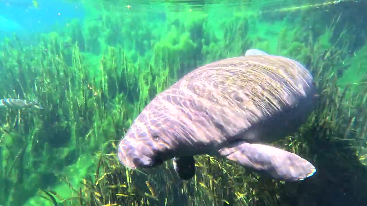 manatees at silver springs