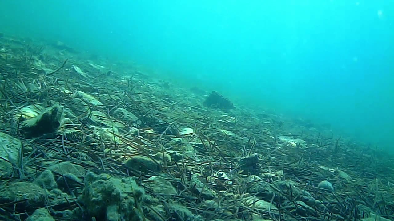 Dive into the Adriatic Sea's Marine life with Waterwolf camera, original sound, asmr
