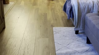 Dennis the Dog Does Cute Little Dance
