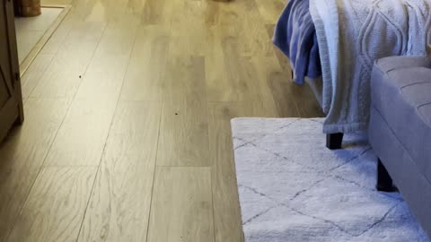 Dennis the Dog Does Cute Little Dance